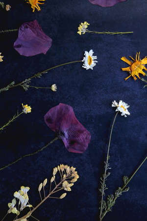 Various pressed flowers on dark blue background. Flat lay.の写真素材