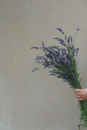 Hand holding a bouquet of lavender flowers. Selective focus.の写真素材