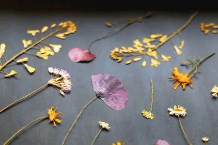 Various pressed flowers on dark blue background. Selective focus.の写真素材