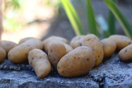 Fresh potatoes from the garden. Selective focus.の写真素材