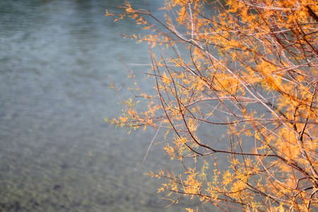 Colorful wild plant by the sea. Selective focus.の写真素材