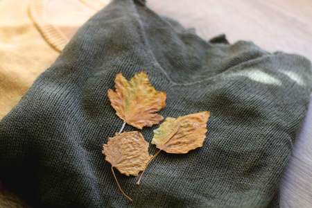 Green and yellow sweaters and pressed autumn leaves. Selective focus.の写真素材