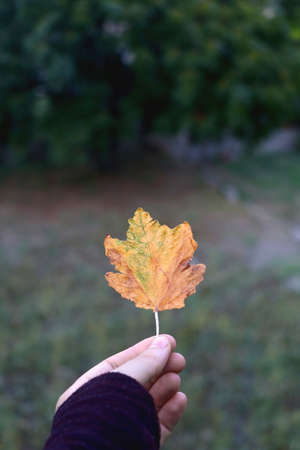 Hand holding colorful fallen autumn leaf in nature. Selective focus.の写真素材