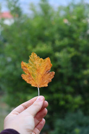 Hand holding colorful fallen autumn leaf in nature. Selective focus.