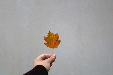 Hand holding colorful fallen autumn leaf in front of concrete wall. Selective focus.の写真素材