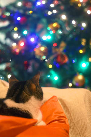 Cute tabby cat sleeping in front of Christmas tree. Selective focus.の写真素材