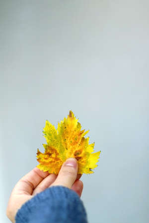 Hand holding yellow autumn leaf in front of gray background. Selective focus.の写真素材