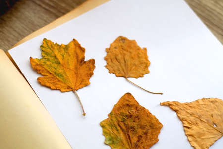 Pressed autumn leaves in an old book. Selective focus.