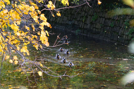 Mallard ducks in a river and colorful autumn leaves. Selective focus.