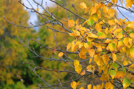 Colorful autumn leaves on a tree. Selective focus.