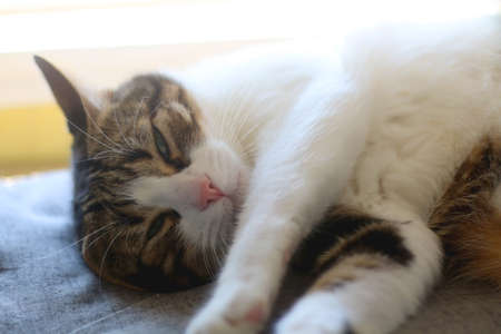 Cute tabby cat sleeping on a bed. Selective focus.