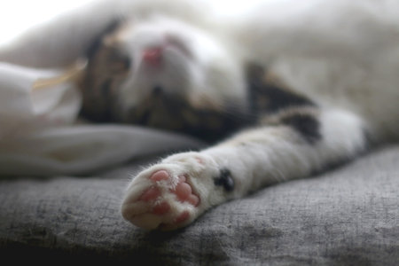 Cute tabby cat sleeping on a bed. Selective focus.の写真素材