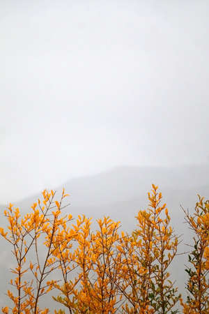 Yellow autumn leaves and gray sky. Selective focus.