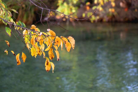 Colorful autumn leaves by the river. Selective focus.の写真素材