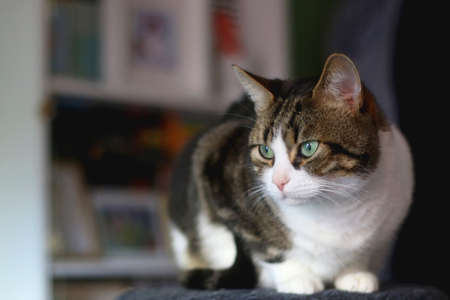Beautiful tabby cat sitting on a cat tree at home. Selective focus.