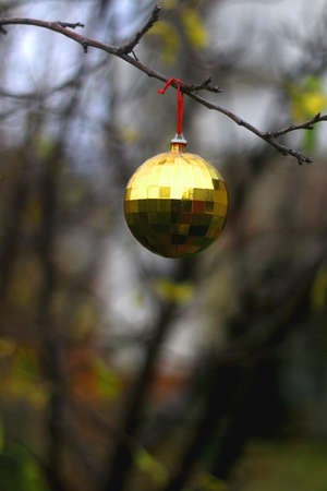 Shiny golden Christmas ornament on a bare tree in a garden. Selective focus.の写真素材