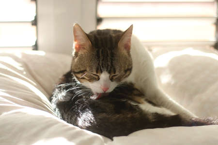 Cute tabby cat sleeping on a bed. Selective focus.