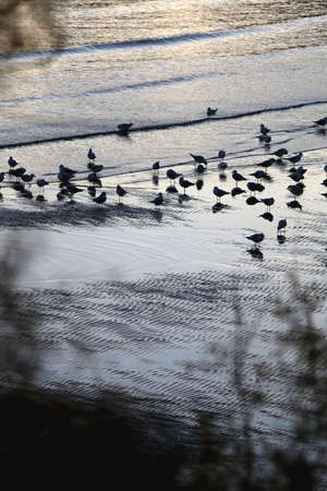 Seagulls and beautiful sunset on the beach in Split, Croatia. Selective focus.