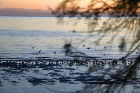 Seagulls and beautiful sunset on the beach in Split, Croatia. Selective focus.の写真素材