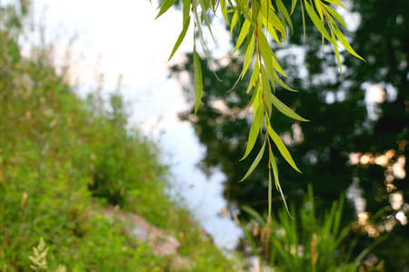 Willow tree leaves above the river at sunset. Selective focus.の写真素材