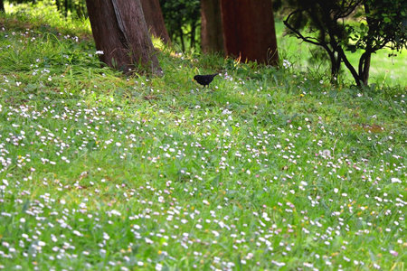 Blackbird and flowers in a park. Selective focus.の写真素材