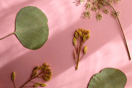 Pressed plants and flowers on pastel pink background. Flat lay.の写真素材