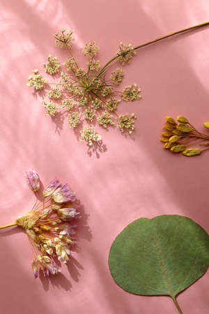 Pressed plants and flowers on pastel pink background. Flat lay.の写真素材