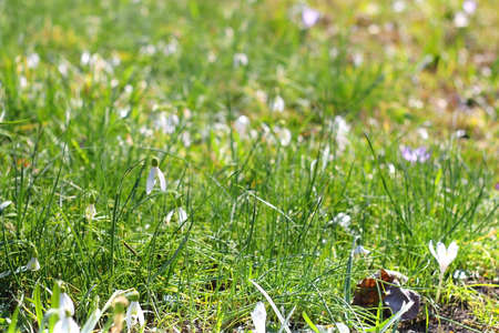 Snowdrops flowers on the meadow. Selective focus.