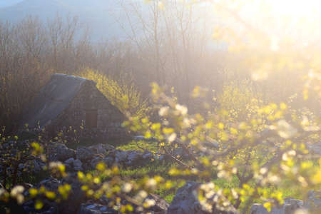 Traditional Mediterranean stable and garden, illuminated by warm sunlight. Early spring in the...