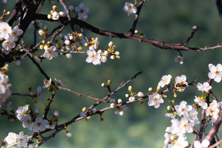 Spring blossoms on the tree. Selective focus.の写真素材