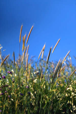Wild plants in the meadow and bright blue sky. Selective focus.