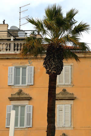 Palm tree and traditional bright yellow building in Split, Croatia.の写真素材