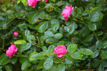 Beautiful pink roses in the garden. Selective focus.の写真素材