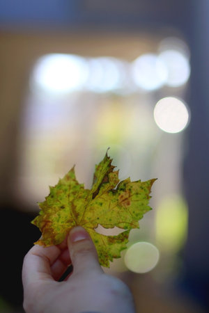 Hand holding fallen autumn leaves. Selective focus.