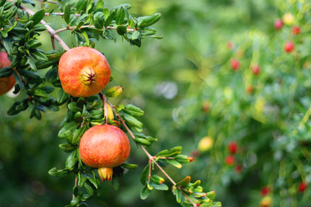 Fresh pomegranate on the tree. Selective focus.の写真素材