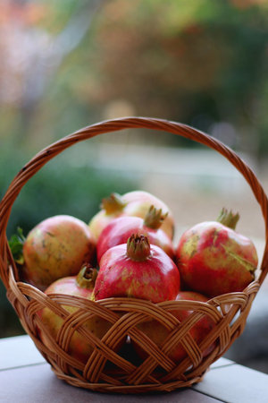 Basket of picked pomegranates in the garden. Selective focus.の写真素材