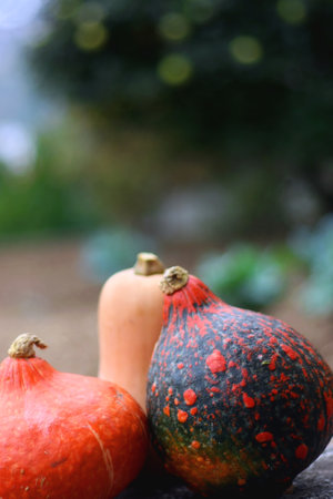 Two Hokkaido pumpkins and one butternut squash in the garden. Selective focus.の写真素材