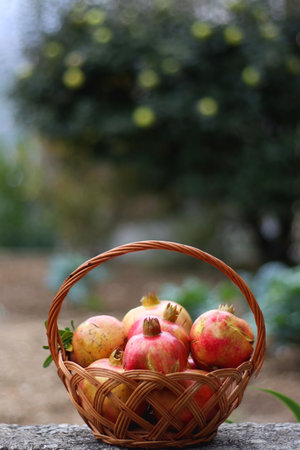 Basket of picked pomegranates in the garden. Selective focus.の写真素材