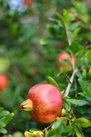 Fresh pomegranate on the tree. Selective focus.の写真素材