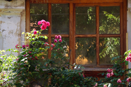 Pink rose bush and old rustic building with large window.の写真素材