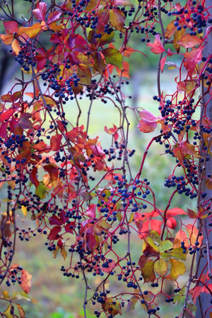 Colorful autumn leaves on a tree. Selective focus.の写真素材