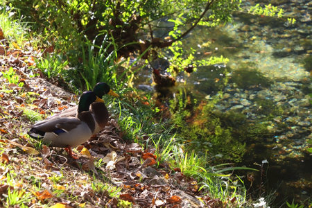 Mallard ducks in a river and colorful autumn leaves. Selective focus.の写真素材
