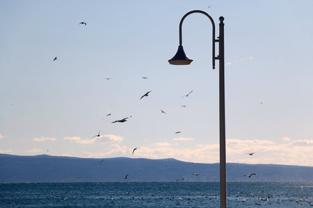 Street light on the promenade by the sea. Seagulls flying in the background. Selective focus.