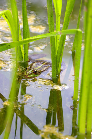 Frog and water lily in a pond. Selective focus.の写真素材
