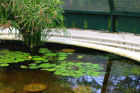 Tropical and water plants in the greenhouse. Selective focus.の写真素材