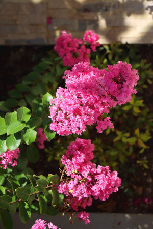 Vibrant pink flowers on Tuscarora Crape Myrtle tree in a garden. Selective focus.