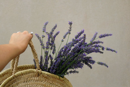 Hand holding wicker bag with picked lavender flowers. Selective focus.の写真素材