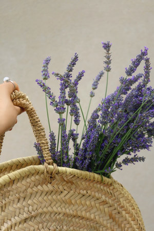 Hand holding wicker bag with picked lavender flowers. Selective focus.の写真素材