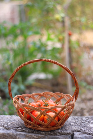Basket of picked homegrown tomatoes in the garden. Selective focus.の写真素材