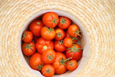 Straw hat filled with freshly picked tomatoes from the garden. Top view.の写真素材